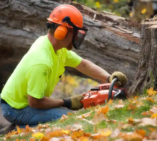 tree services Masury